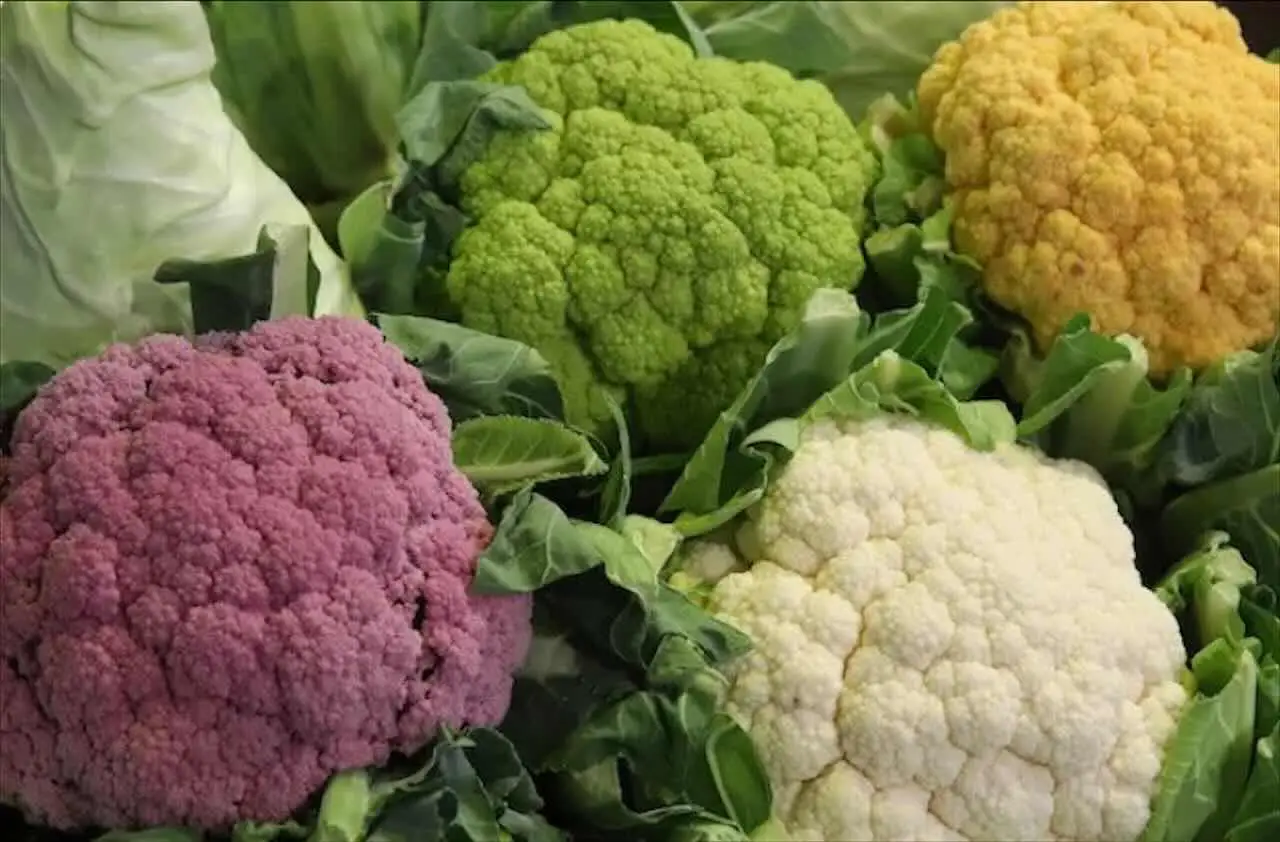 Cavolfiore a tavola, i consigli per evitarne il gonfiore Cavolfiore a tavola, i consigli per evitarne il gonfiore